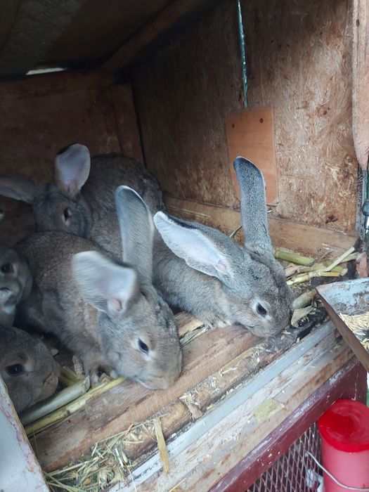 Iepuri urias german.