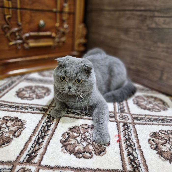 Продается Скоттиш фолд