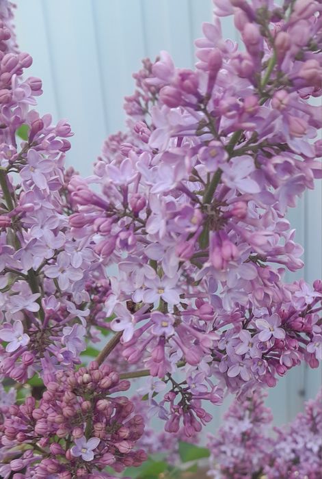 Сирень сркжу на букет