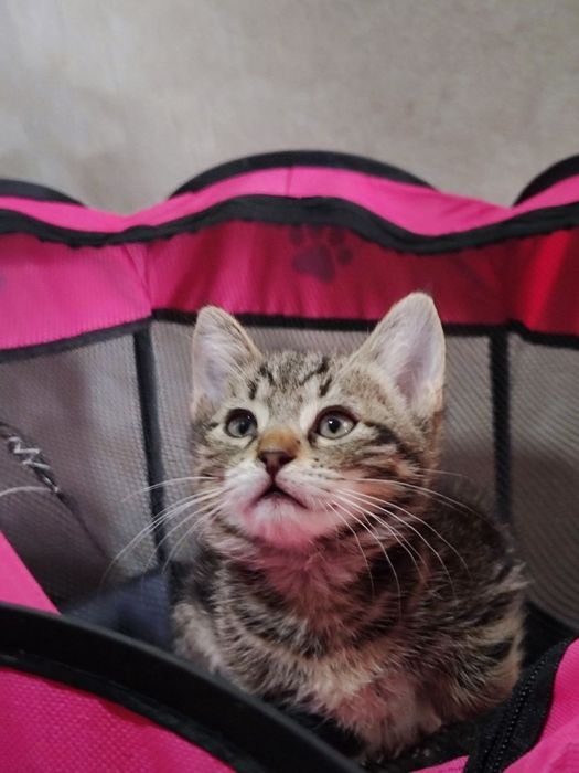 Отдам даром котенка