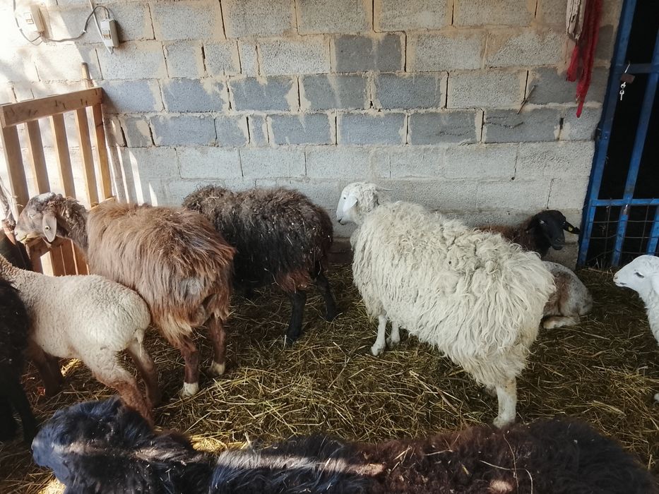 Бараны  в хорошем состояний