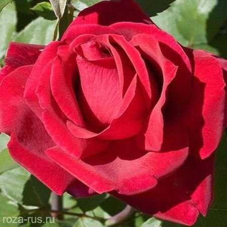 Розы саженцы с питомника