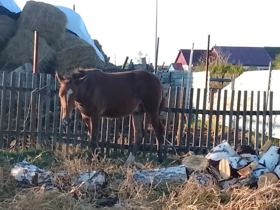 Жеребёнка,жеребчика