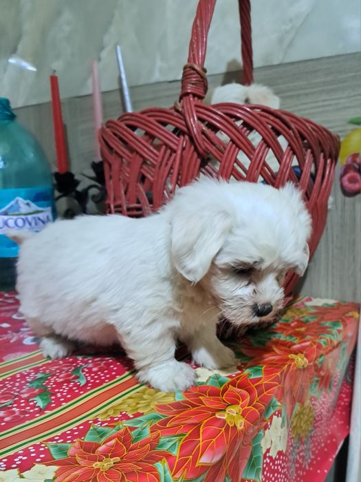 Bichon maltez mascul