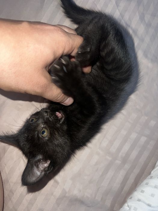 Отдам котят в добрый руки
