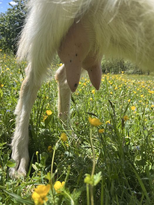 Vand capra rasa sannen.  Foarte buna de lapte.