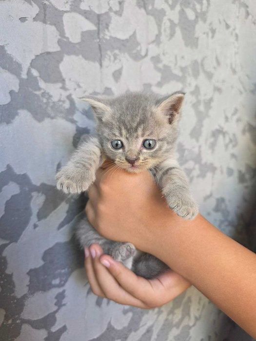Британский котик