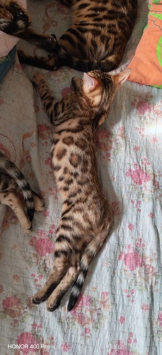 Чистокровные бенгальские котята