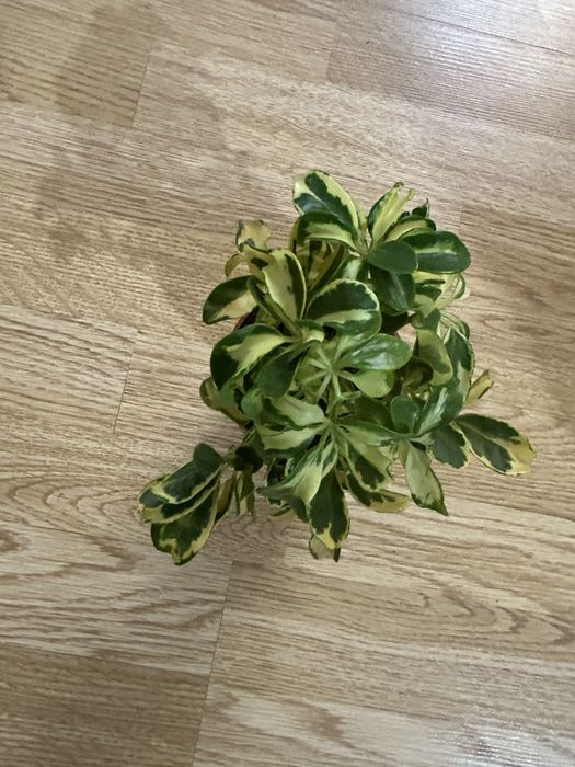 Комнатные растения