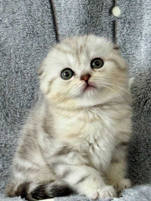 вислоушка плюшевая малышка