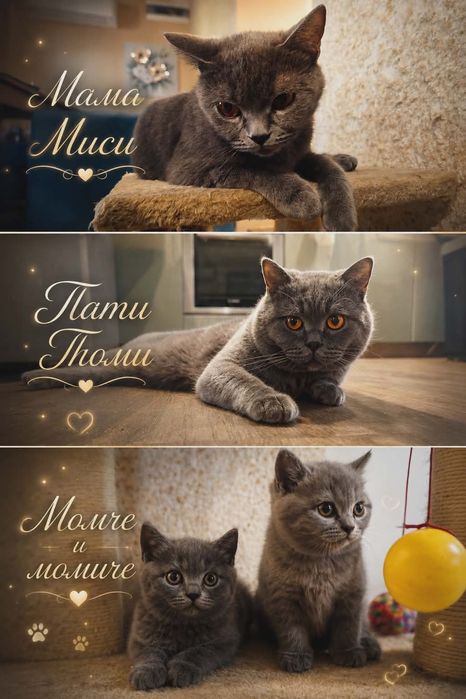 Мъжка британска котка