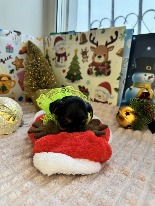 Щенки йоркширского терьера