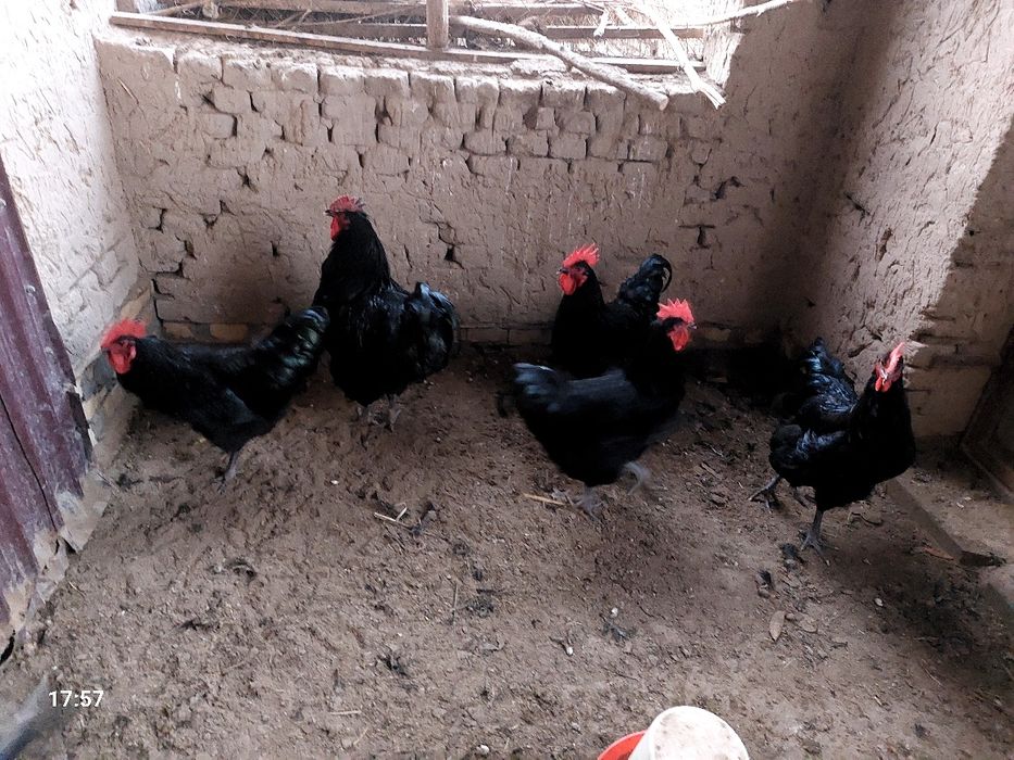 Jersi xoʻrozlari sotiladi