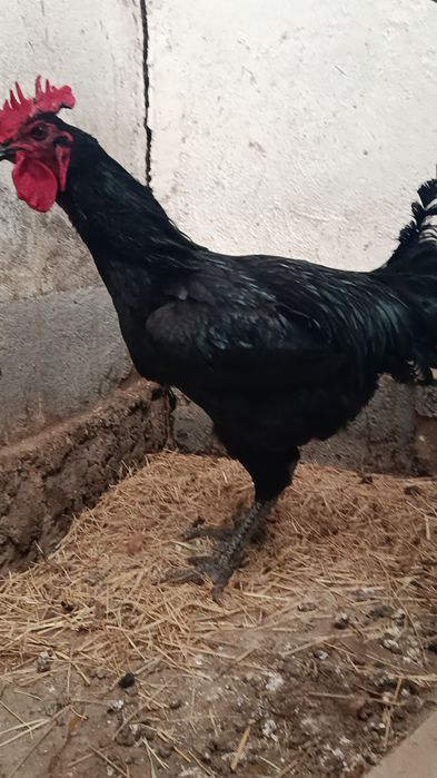 Қора шахзода хўрозлар