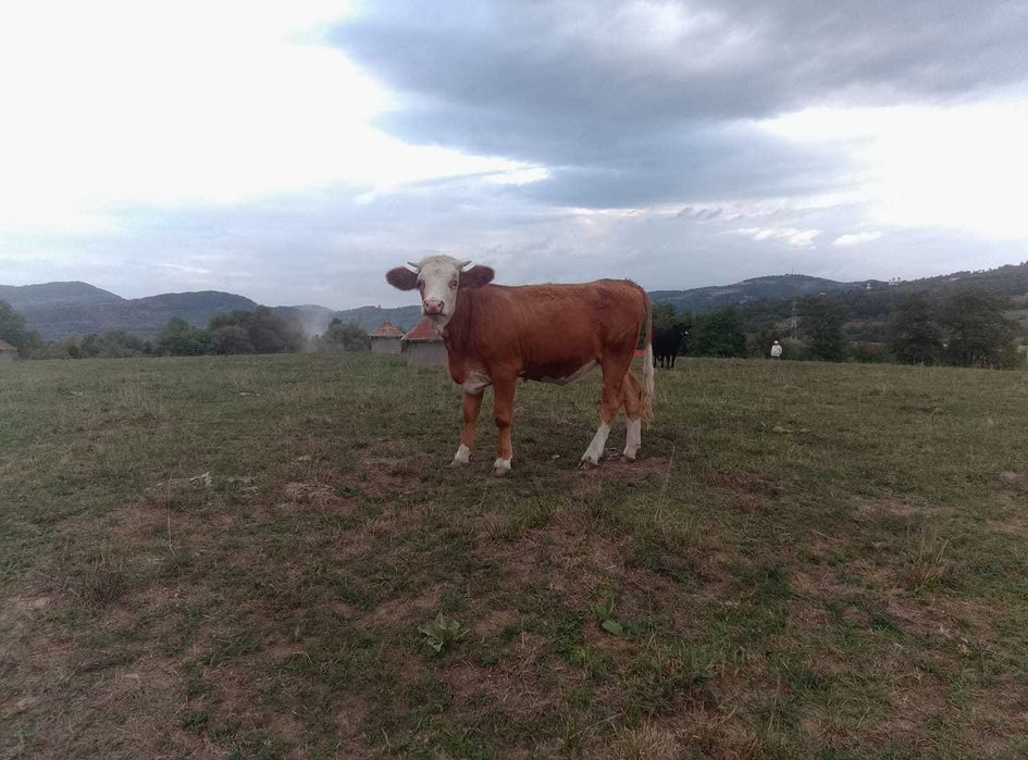Juninca de vanzare