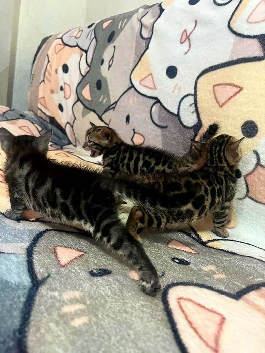 Бенгальские котята