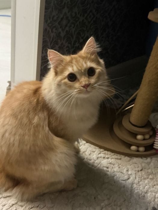 Отдам котика в добрые руки