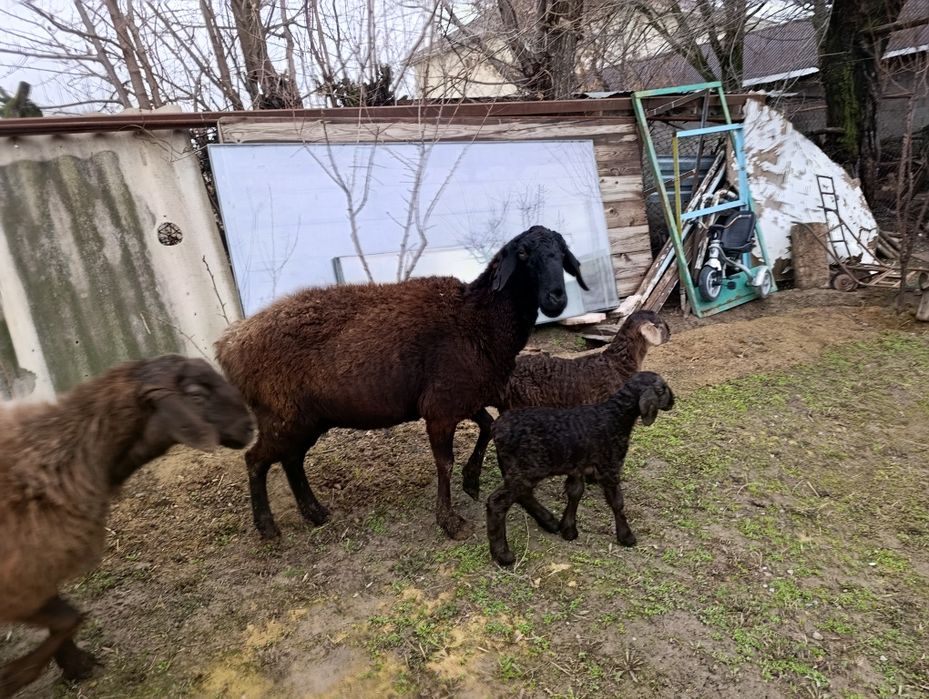 2 бас қозылы қой сатылады.