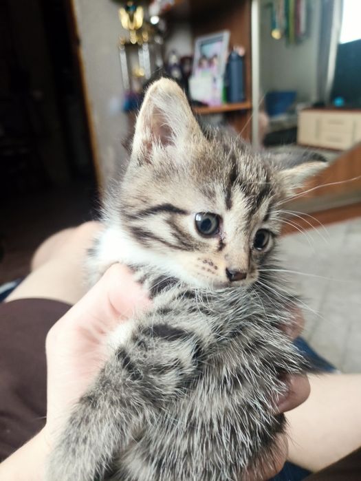 Отдам котят в добрые руки