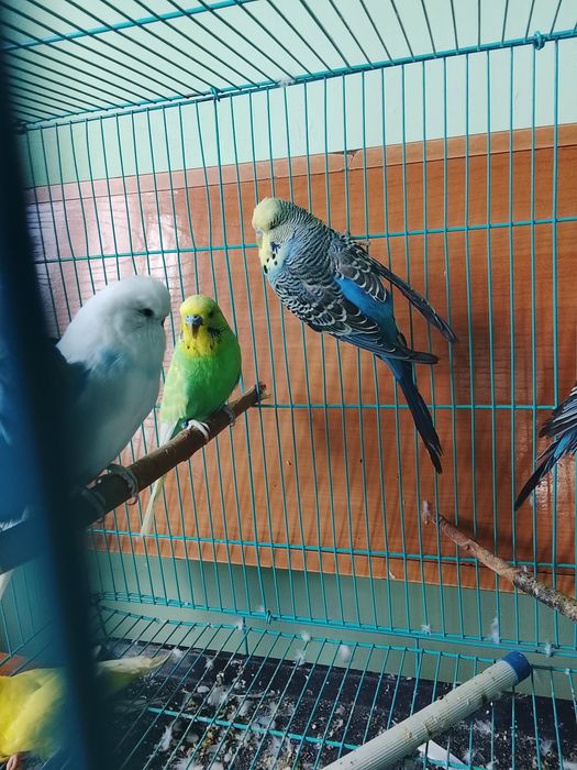 Продаю волнистых попугаев