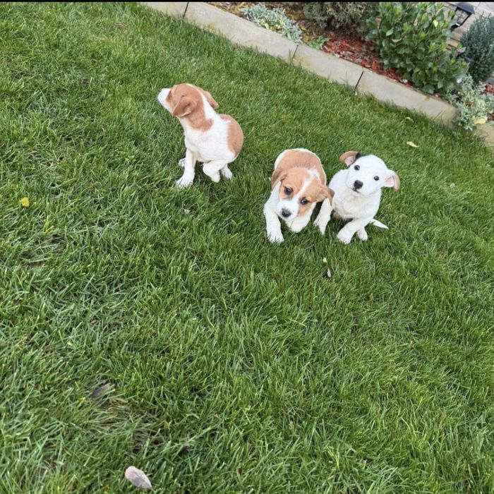 Мини Джак Ръсел  бебенца