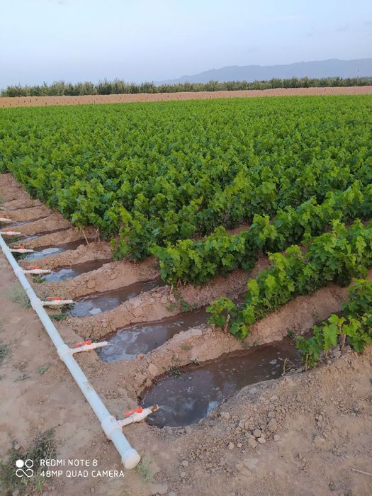 Tok ko'chatlar bor.100% ishonchli