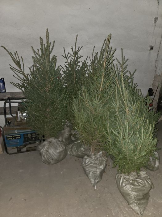 Продам ель сибирскую