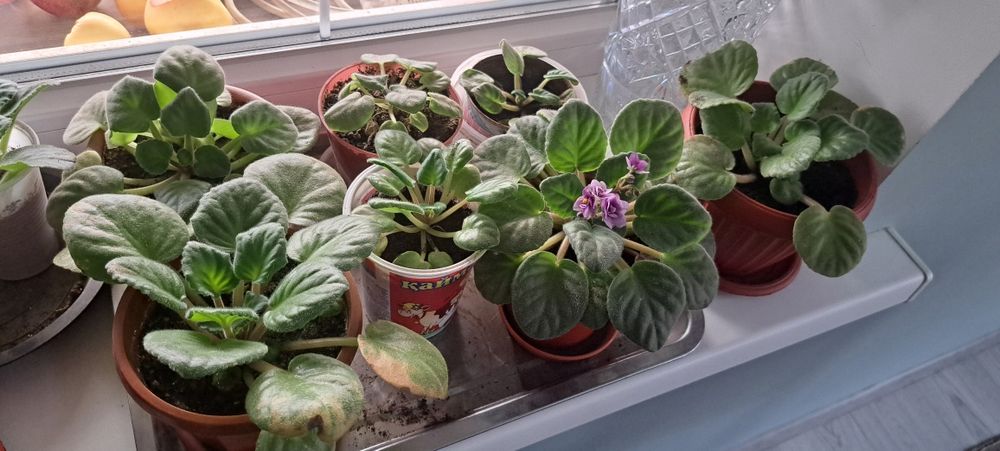 Продаются фиалки