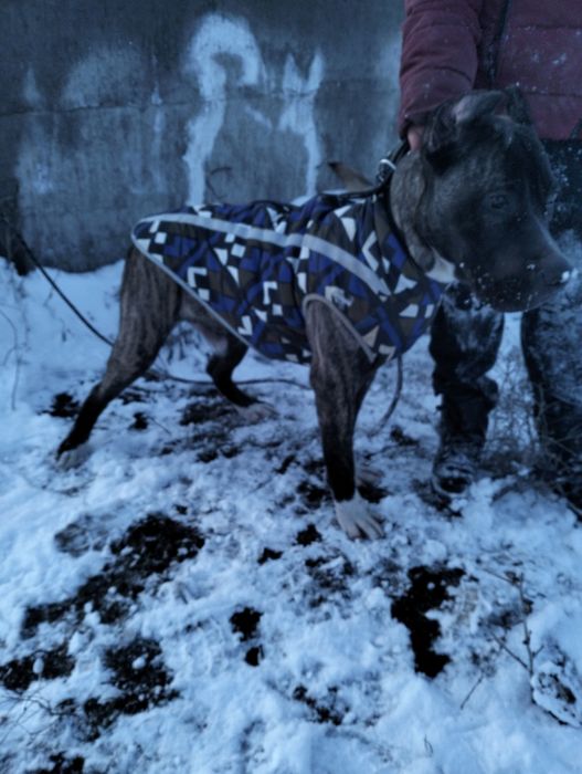 Щенок Кане Корсо!