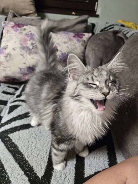 Мейн кун, Maine Coon, котета