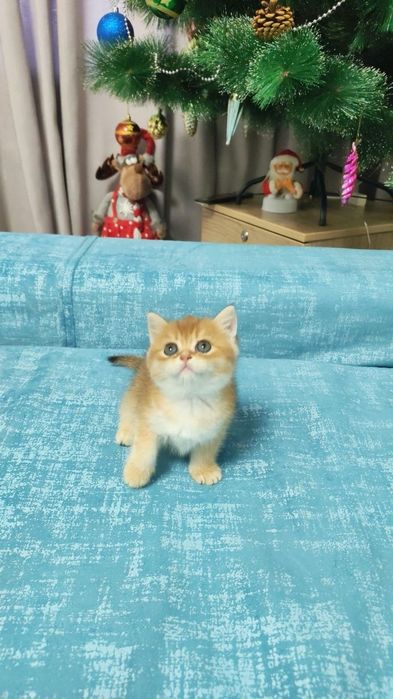 Чистокровные малыши