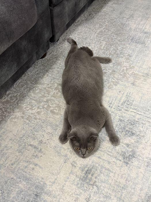 Scottish fold (мальчик)