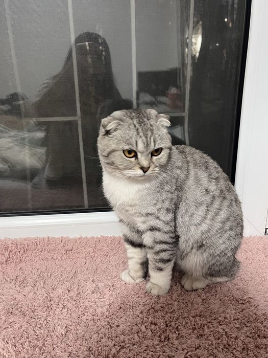 Нашли шотландскую кошку!