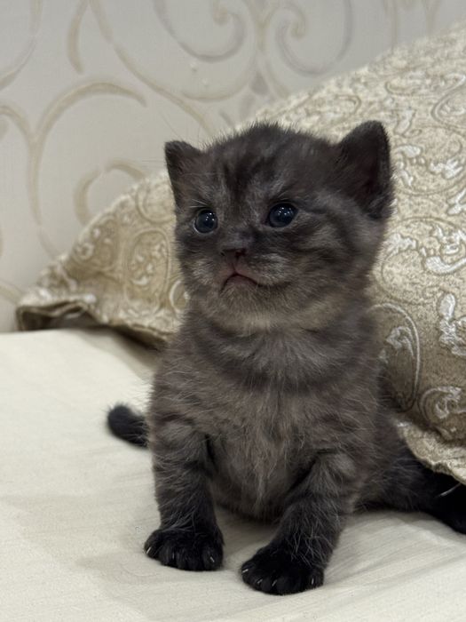 Продам котят скоттиш страйт
