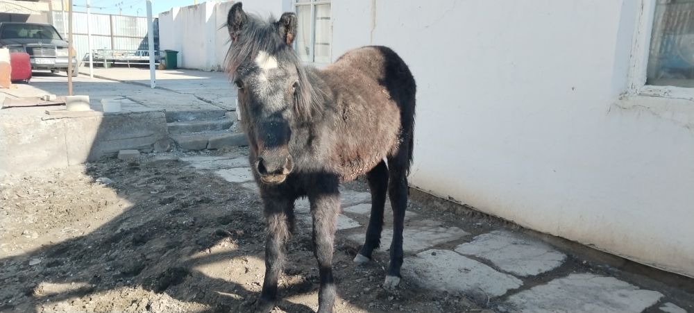 Сатылады жабағы семіз