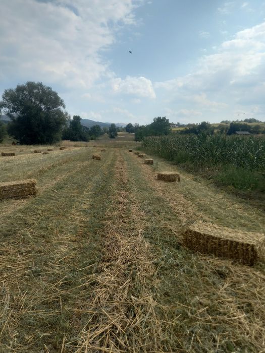 Baloti Paie Grau/Triticale