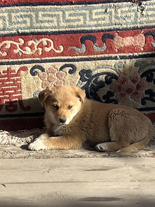 Щенки девочки милые.