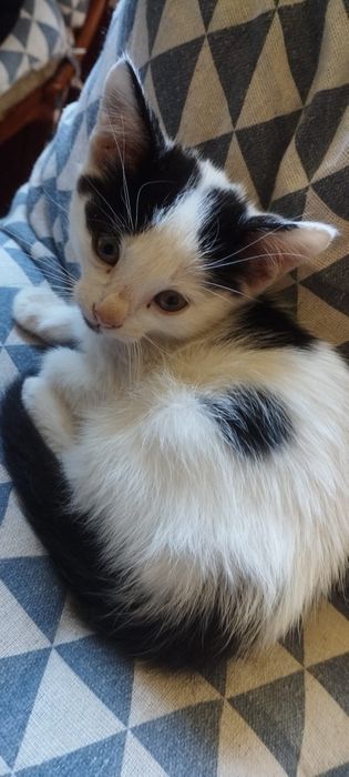 Подаряваме котенца
