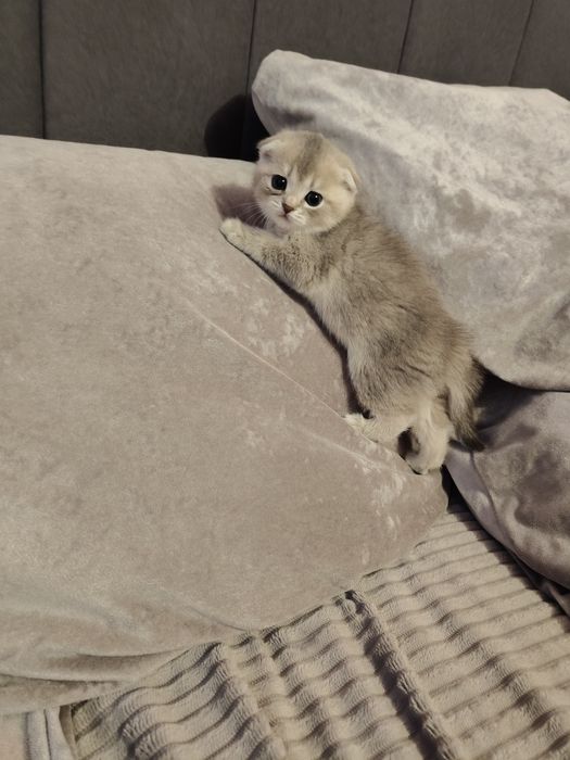 Кошечка голубая шиншилла .