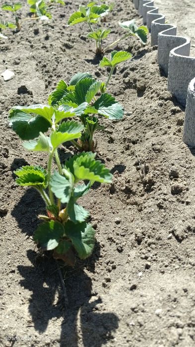 Продам рассаду клубники Купчиха