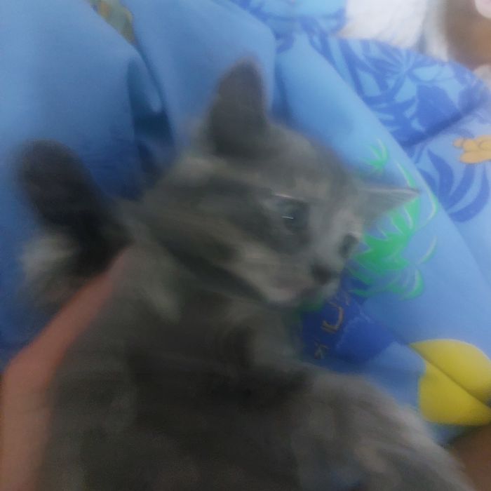 Отдам котенка маленькую