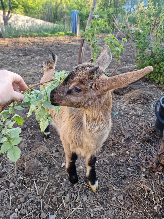 Продаются козлята альпачехи