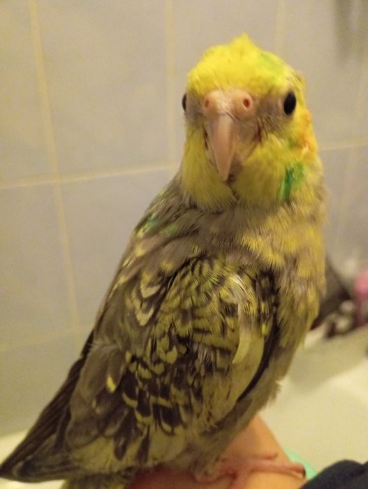 Vând pui blând nimfa