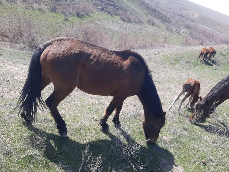 Қысыр биелер сатылады 2Данчак