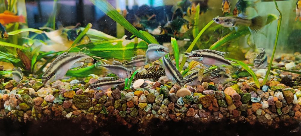 Пельвикахромисы рыбки