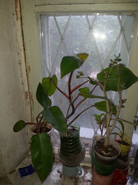 Комнатные цветы дешево