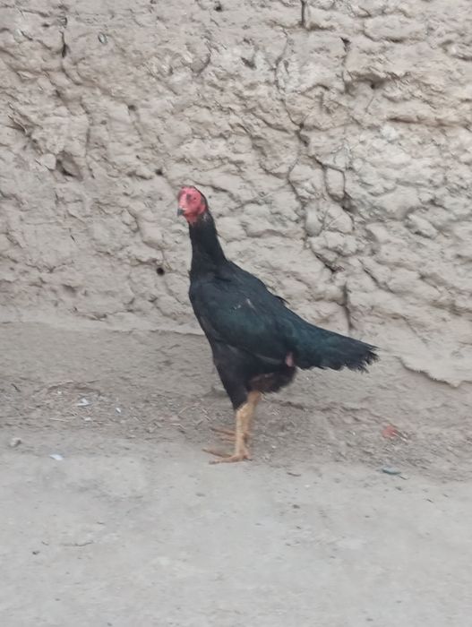 Dakan sotiladi ketma-ket 2-3marta kulki boʻladi