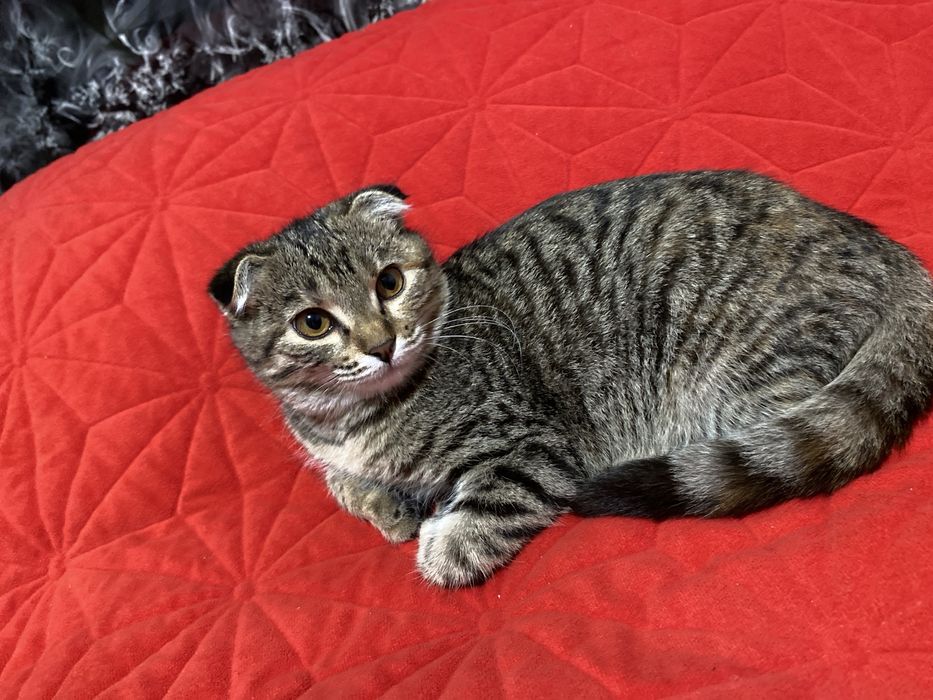 отдам кошку в хорошие руки