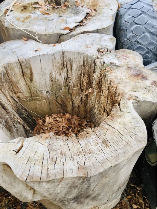 Спилы - Тополя …..