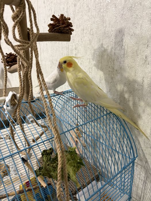 Попугаи Корелла и Волнистик